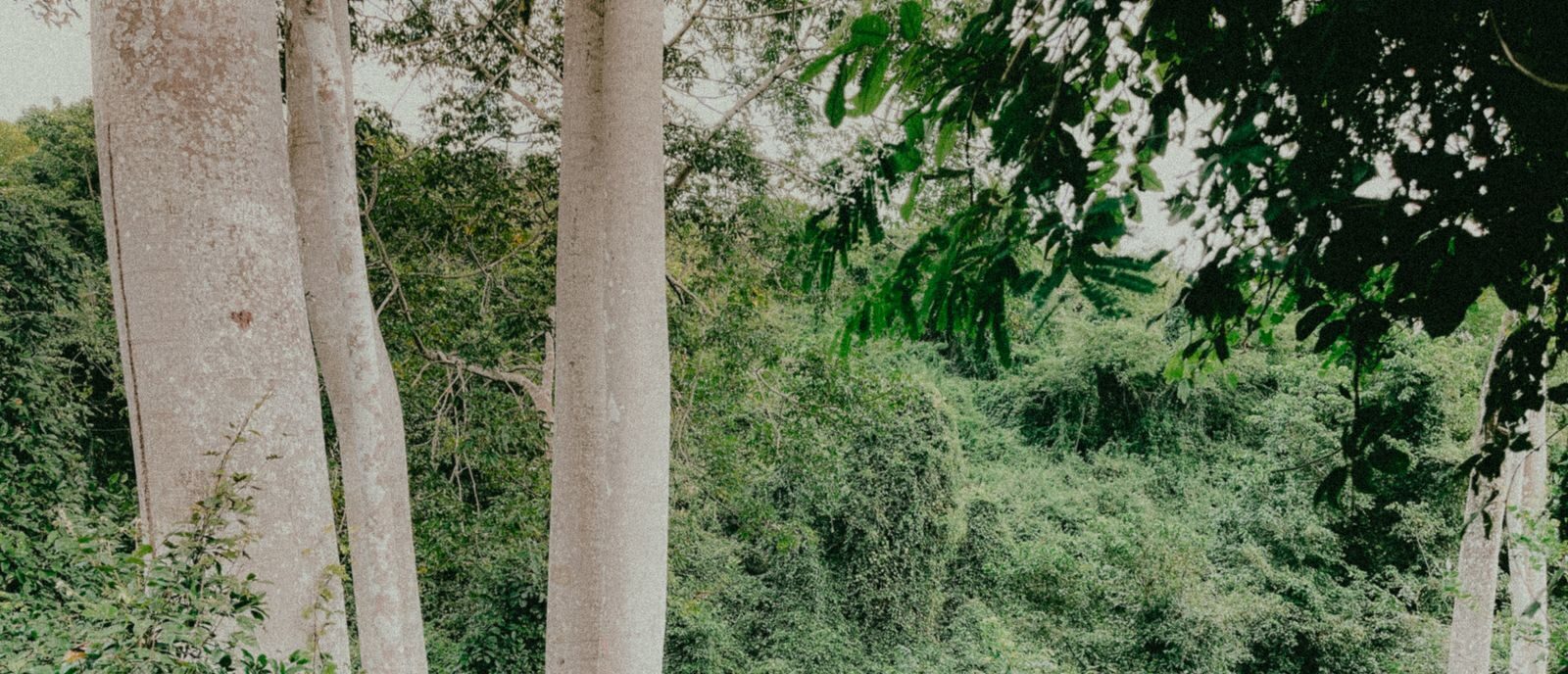A lone figure walks down a path surrounded by towering trees and dense greenery.